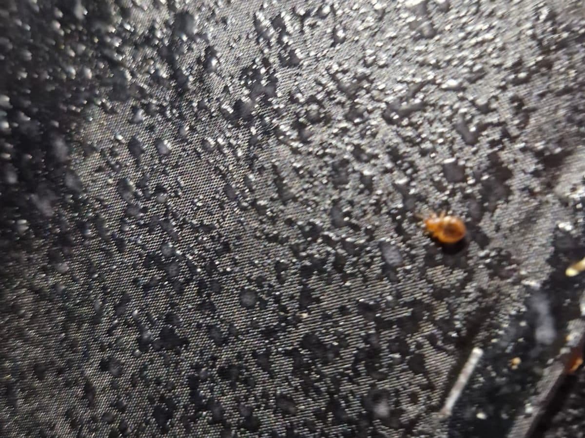 Una chinche de cama sobre la tela negra de la base de una cama