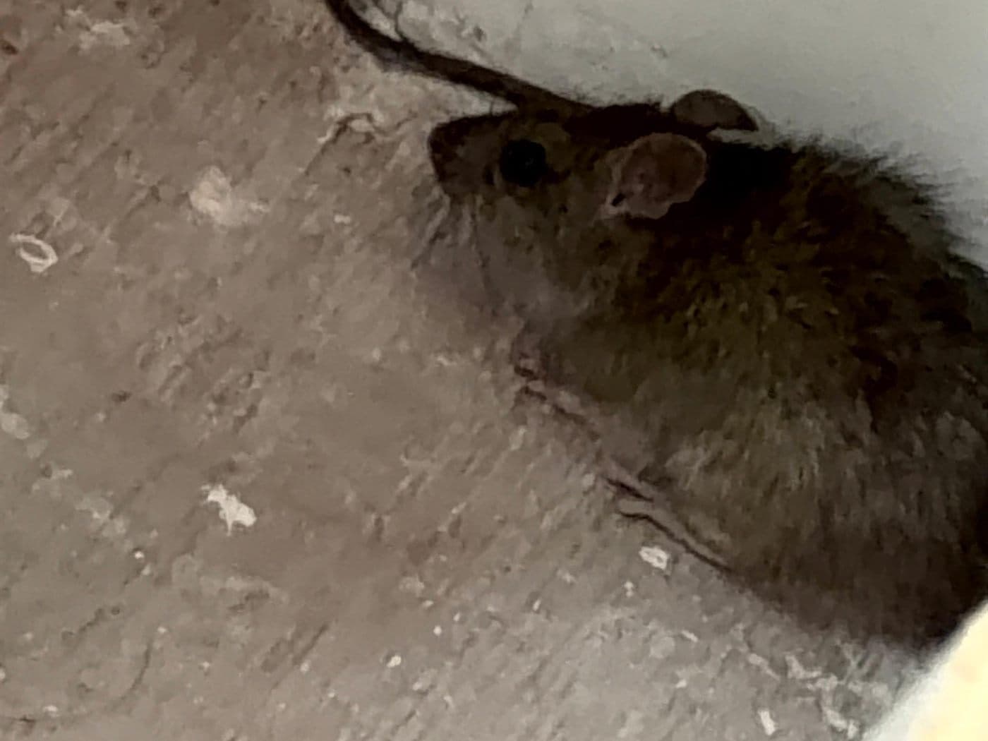 Un ratón arrinconado contra el muro, dentro de una casa