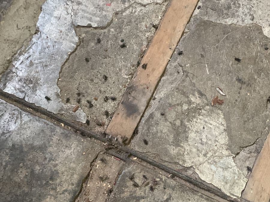 Moscas muertas sobre un piso de baldosas con listones de madera